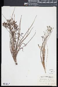 Botrychium ternatum image