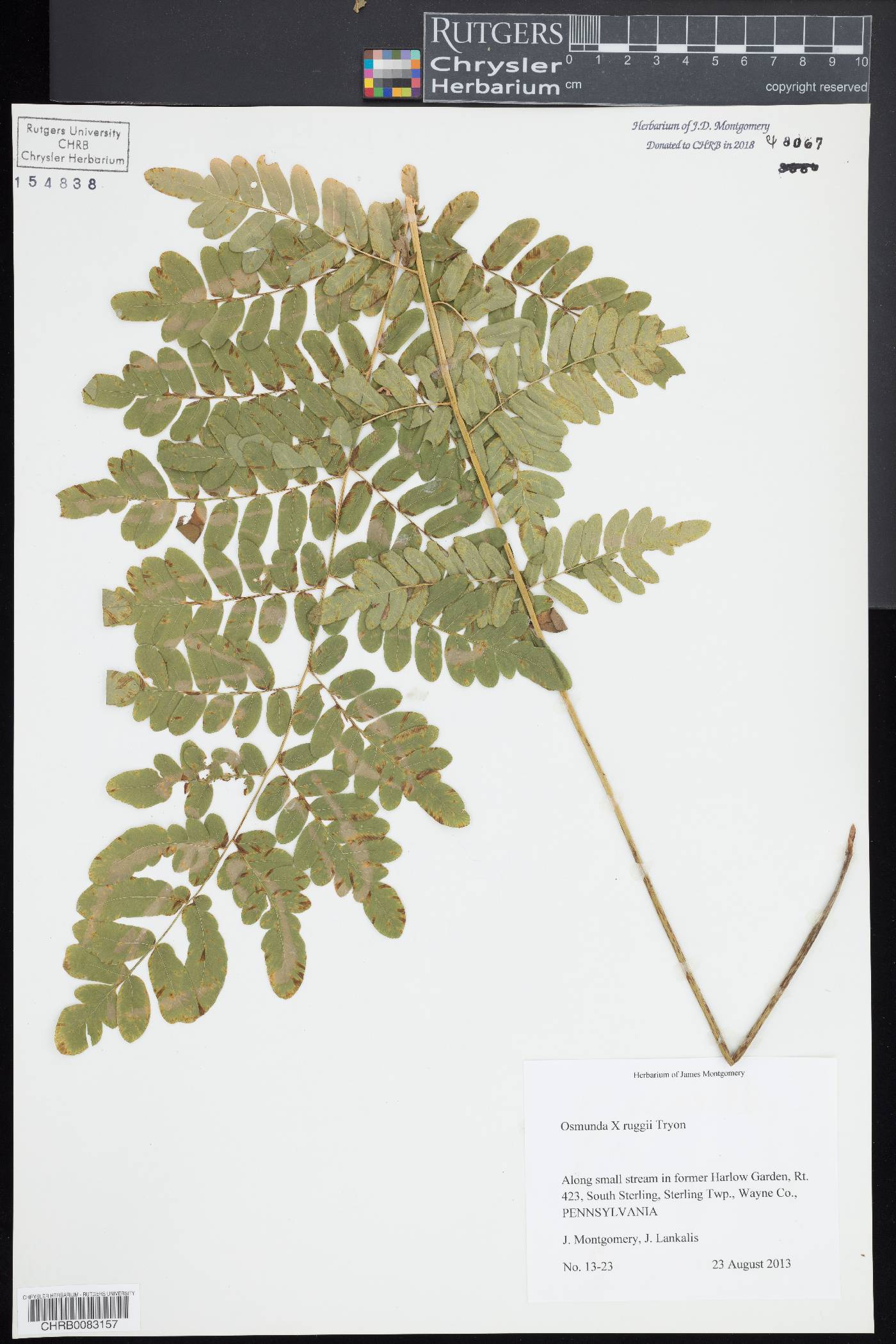 Osmunda x ruggii image