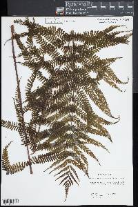 Leptopteris wilkesiana image