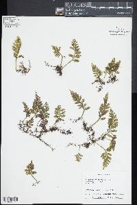 Hymenophyllum badium image