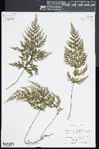 Hymenophyllum demissum image