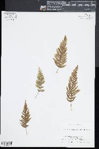 Hymenophyllum poolii image