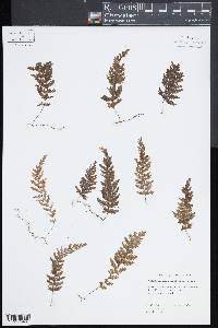 Hymenophyllum poolii image