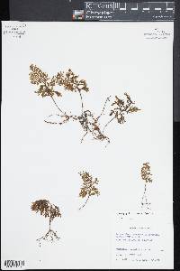 Hymenophyllum fucoides image