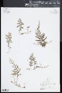 Hymenophyllum fucoides image