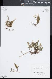 Hymenophyllum hirsutum image