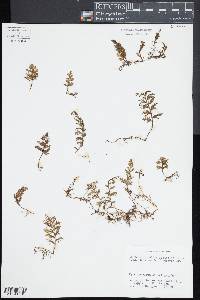 Hymenophyllum hirtellum image