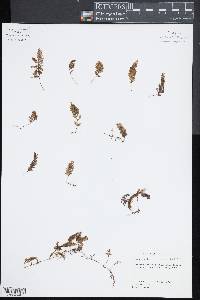 Hymenophyllum lanceolatum image