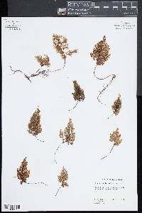 Hymenophyllum multifidum image