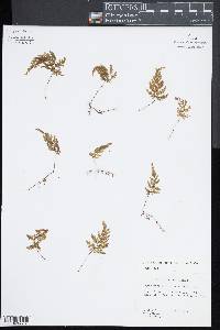 Hymenophyllum multifidum image