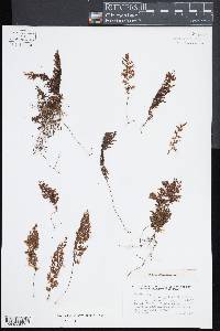 Hymenophyllum myriocarpum image