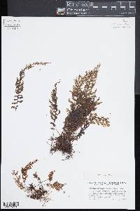 Hymenophyllum polyanthos image