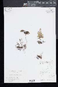 Hymenophyllum polyanthos image