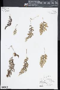 Hymenophyllum polyanthos image