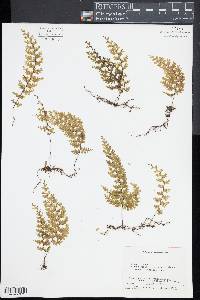 Hymenophyllum polyanthos image