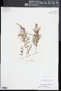 Hymenophyllum recurvum image