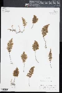 Hymenophyllum sanguinolentum image