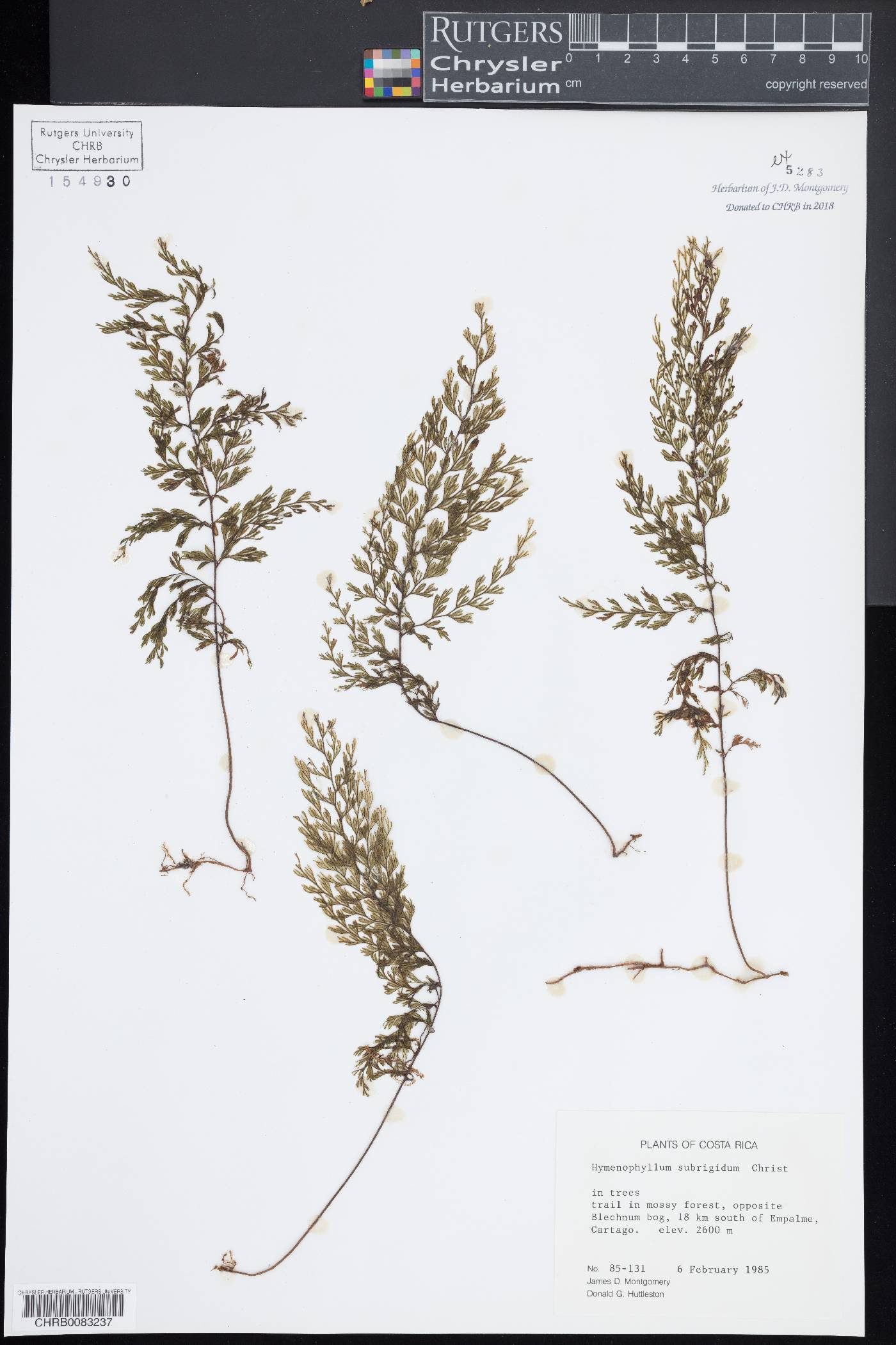 Hymenophyllum subrigidum image