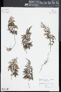 Hymenophyllum tunbrigense image