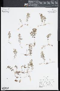 Hymenophyllum tunbrigense image