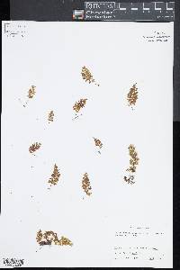 Hymenophyllum tunbrigense image