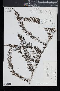 Crepidomanes auriculatum image
