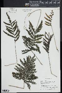 Trichomanes hostmannianum image