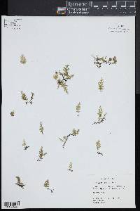 Trichomanes humile image