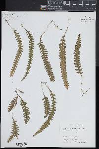 Trichomanes polypodioides image