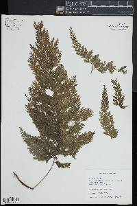 Trichomanes radicans image