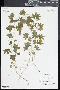 Lygodium palmatum image