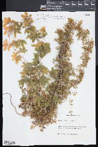 Lygodium palmatum image