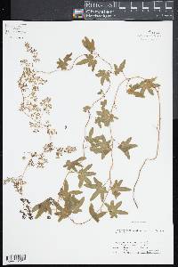 Lygodium palmatum image