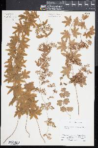 Lygodium palmatum image