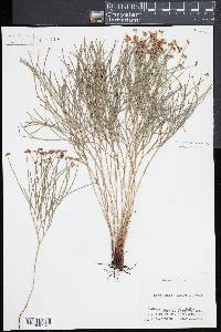 Schizaea dichotoma image