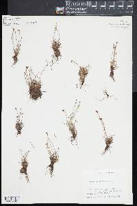 Schizaea pusilla image