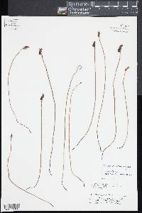 Schizaea malaccana image