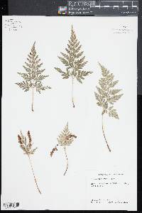 Anemia adiantifolia image