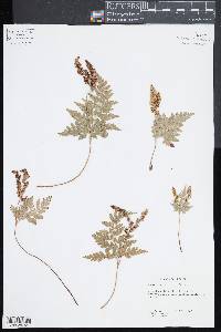 Anemia adiantifolia image