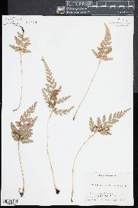 Anemia adiantifolia image