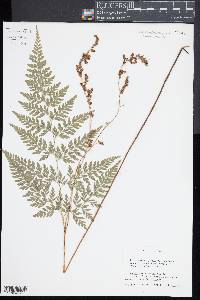 Anemia adiantifolia image