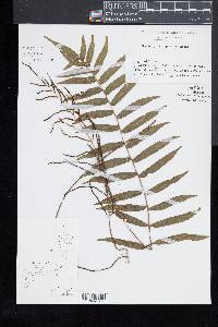 Plagiogyria japonica image