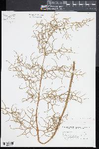 Ceratopteris thalictroides image