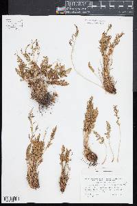 Cryptogramma acrostichoides image