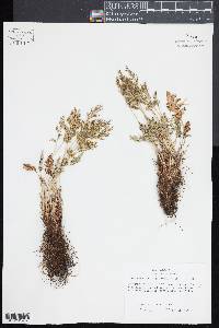 Cryptogramma acrostichoides image