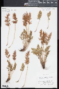 Cryptogramma acrostichoides image