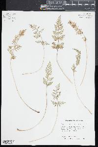 Cryptogramma acrostichoides image