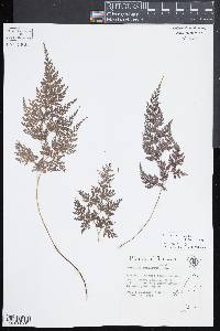 Onychium lucidum image