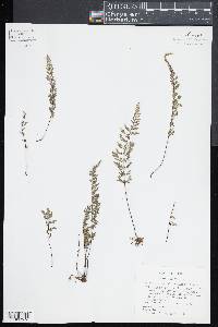 Myriopteris alabamensis image