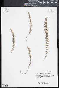 Myriopteris aurea image